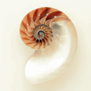 nautilus shell.