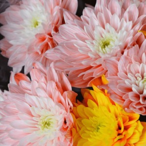 Beautiful pink and orange flowers.